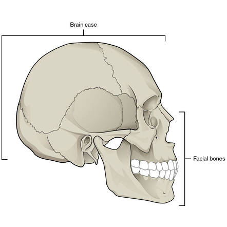 Paranasal Sinuses And Facial Bones Lateral View Radiology Reference Article Radiopaedia Org