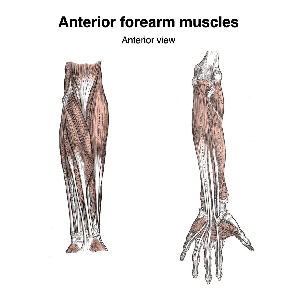 Muscles Of The Forearm Labeled Diagram Poster Zazzle