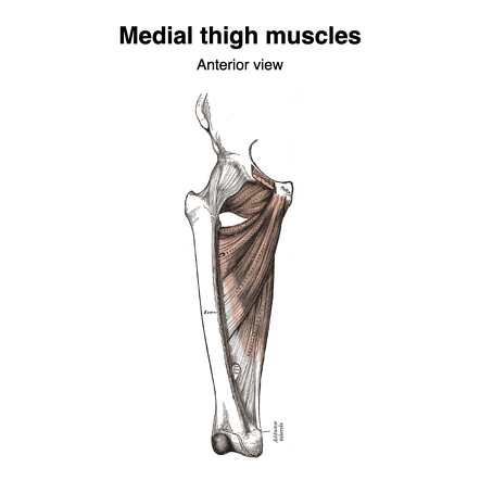 Muscles Of The Medial Thigh Teachmeanatomy Vlr Eng Br