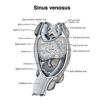 Sinus Venosus Development Gray S Illustration Radiology Case