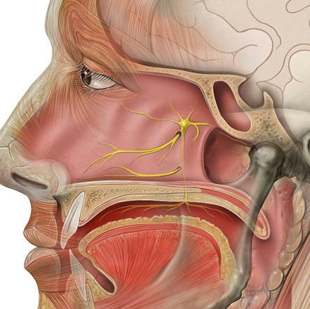 Ganglion pterygopalatinum