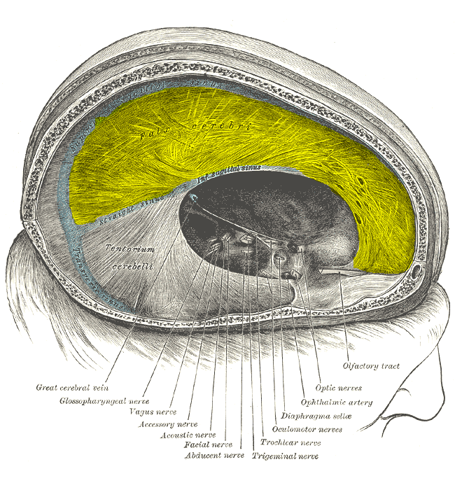 Мозговой намет головного мозга. Намет мозжечка анатомия. Отростки твердой мозговой оболочки головного мозга. Серповидный отросток твёрдой мозговой оболочки. Верхний серповидный отросток твердой мозговой оболочки.