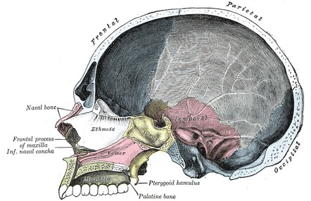 ethmoid bone labeled nasal septum