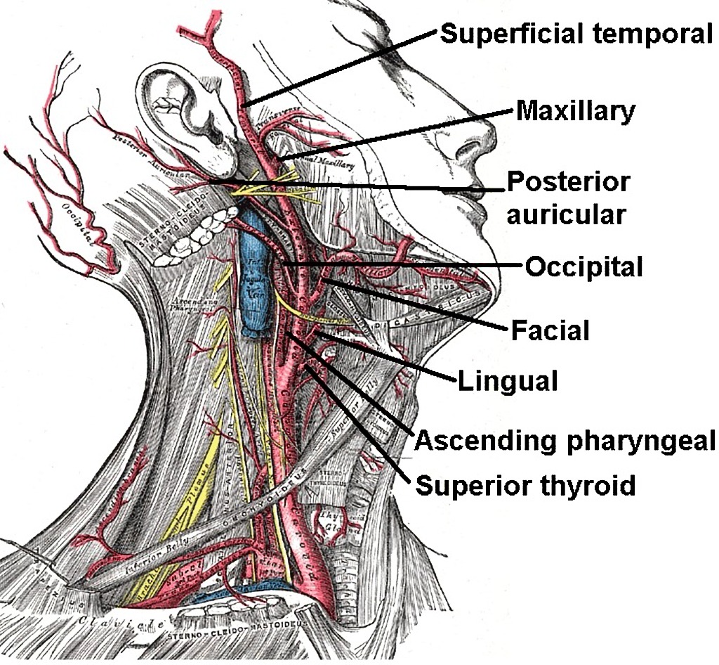 head-neck-arteries-veins-3065-kubiet-flashcards-ch-19