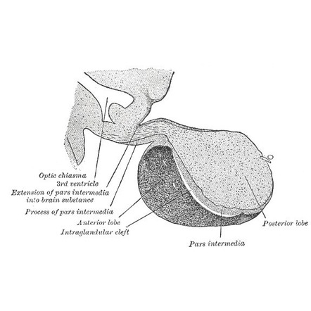 Pituitary gland - Gray's anatomy illustration | Radiology Case ...