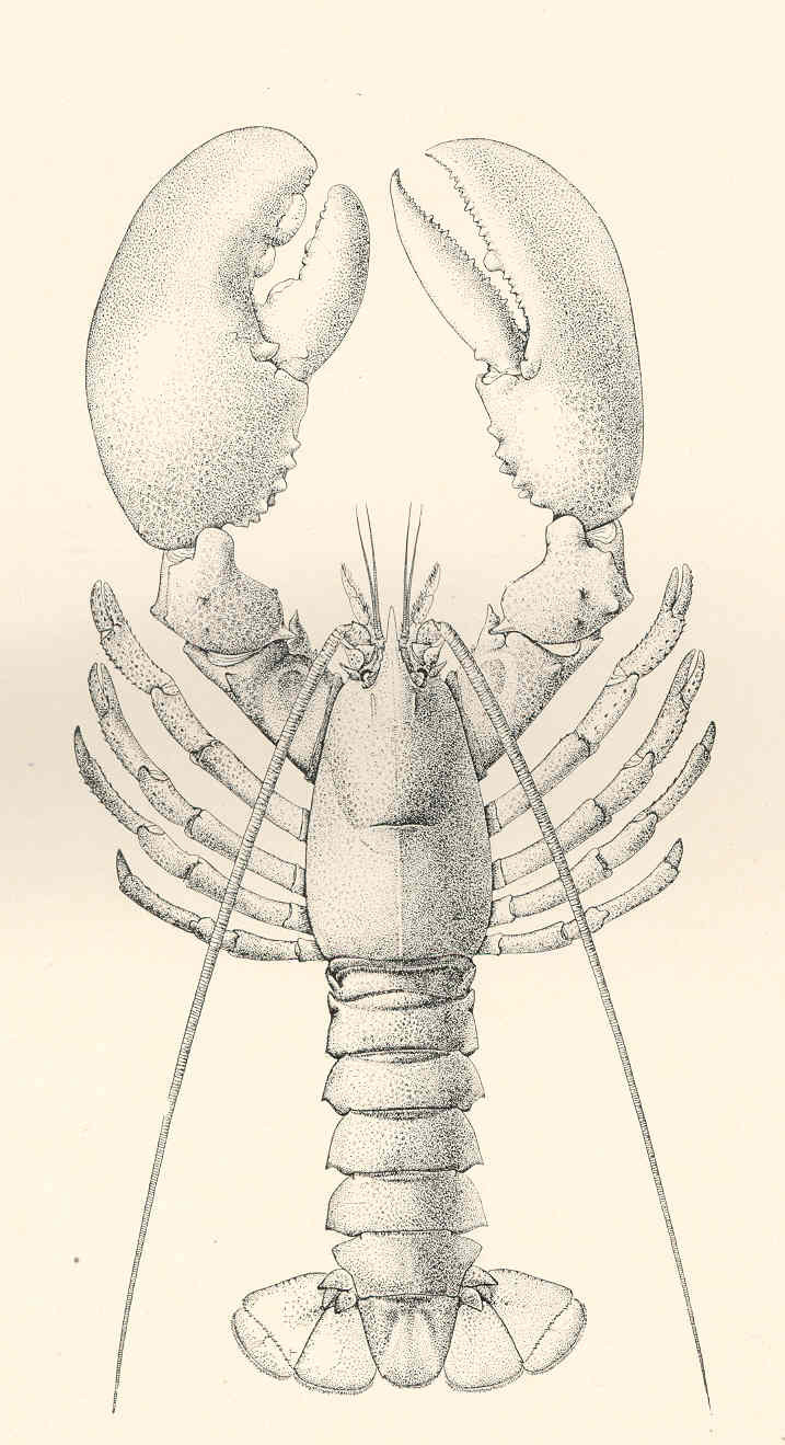 Lobster (sketch) | Image | Radiopaedia.org