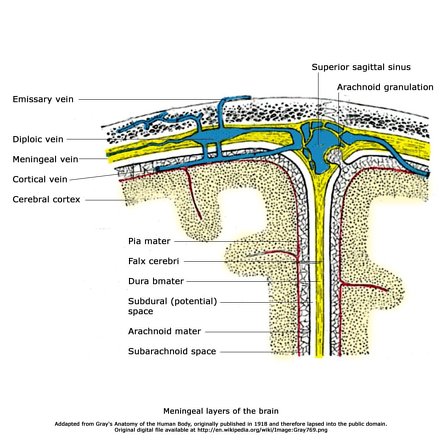 Diploic veins - Wikipedia