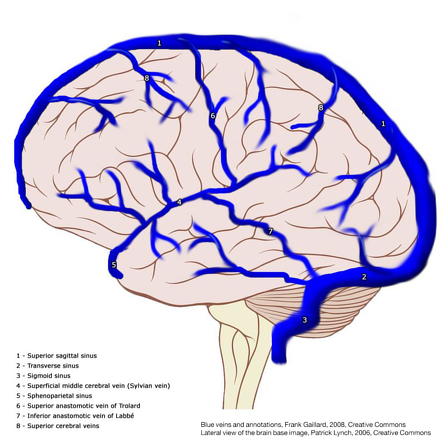 Superior cerebral veins - Wikipedia