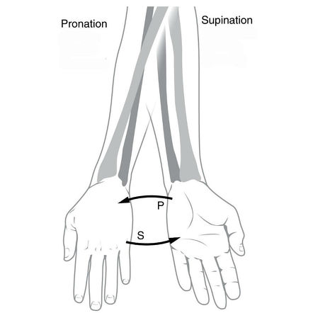 Anatomical position | Radiology Reference Article | Radiopaedia.org