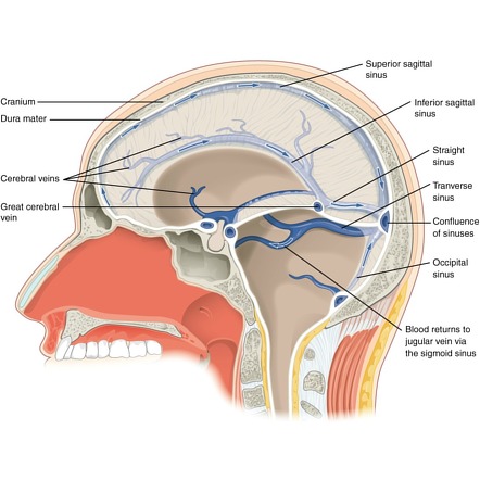 Venous Drainage of the Central Lobe, Neuroanatomy