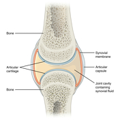 Joints | Radiology Reference Article | Radiopaedia.org