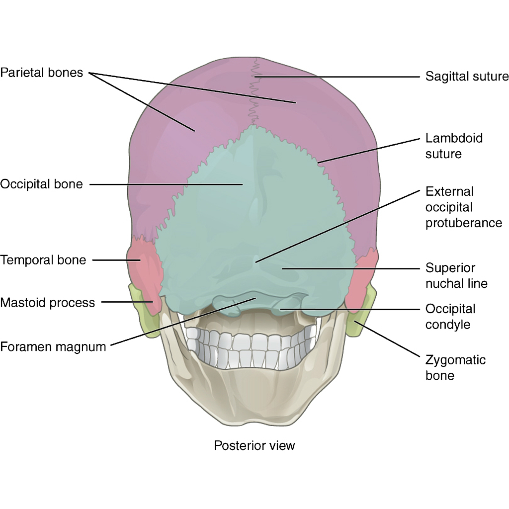 Map Quiz: Mandibula (imesap - mandibula - huesos)