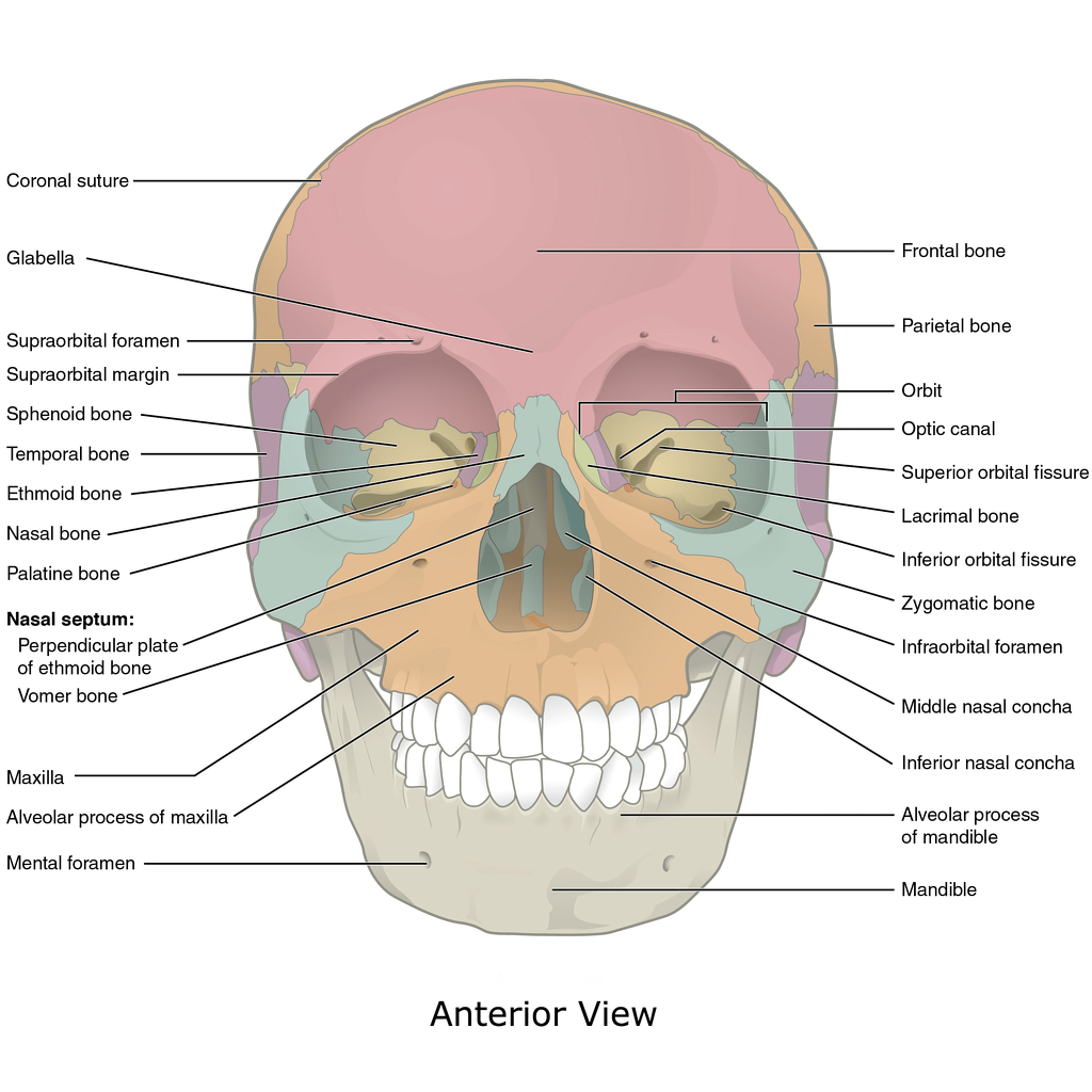 Bone Anatomy Quiz