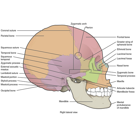 zygomatic bone maxillary process