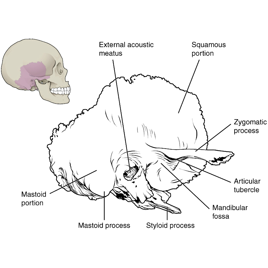 Map Quiz: Mandibula (imesap - mandibula - huesos)