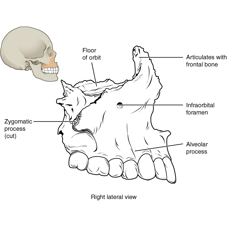 Skull and facial bones (illustrations) | Image | Radiopaedia.org