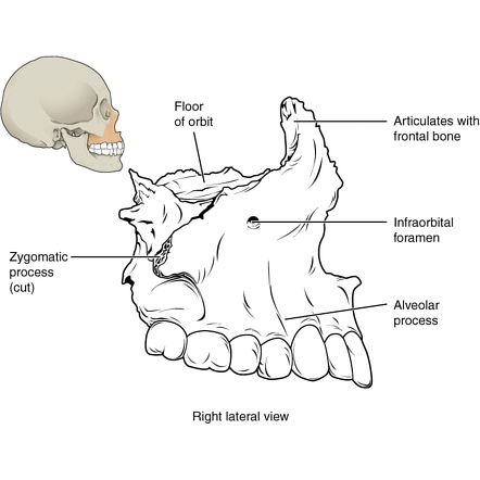 Image | Radiopaedia.org