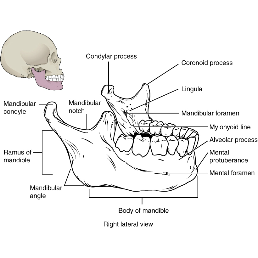 Map Quiz: Mandibula (imesap - mandibula - huesos)