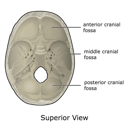 Image | Radiopaedia.org