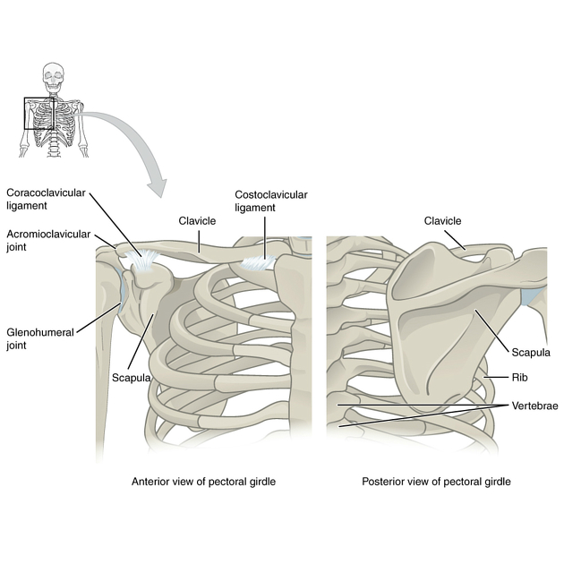 Digital restoration of the pectoral girdles of two Early