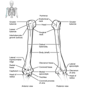 radial groove humerus