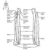 Radius | Radiology Reference Article | Radiopaedia.org