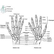 carpal bones anterior view