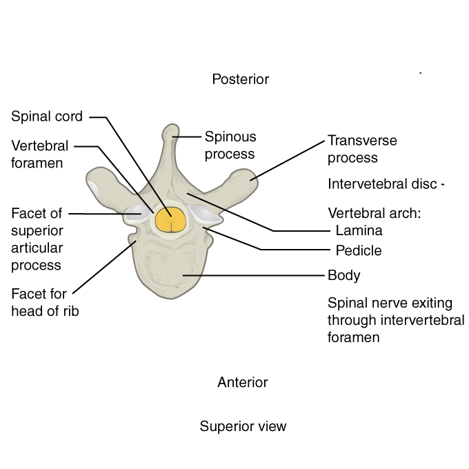 Image | Radiopaedia.org