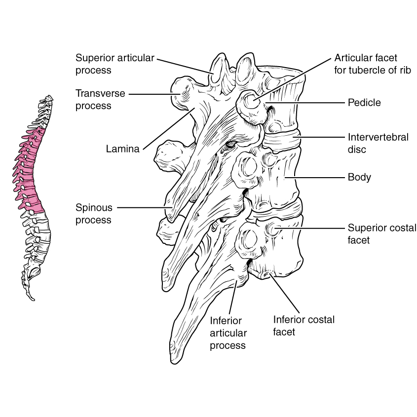 Image | Radiopaedia.org