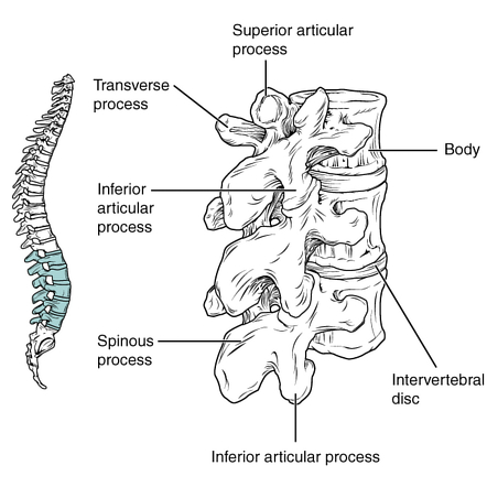 Typical Lumbar Vertebrae Lateral View - Rwanda 24