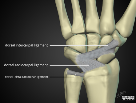 midcarpal joint