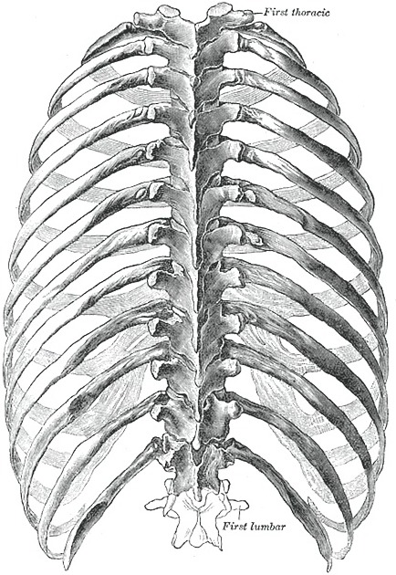 Ribs, Thoracic Cage