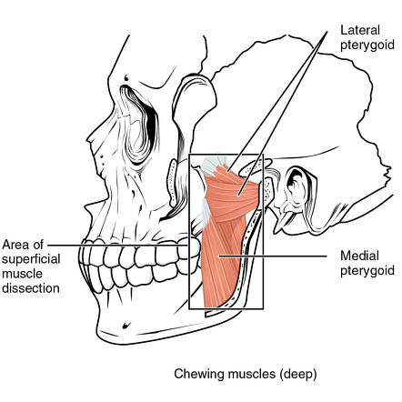 Muscles of the head, neck and back (illustrations) | Image ...