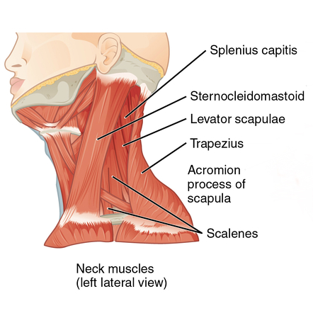 Muscles of the head, neck and back (illustrations) | Image ...