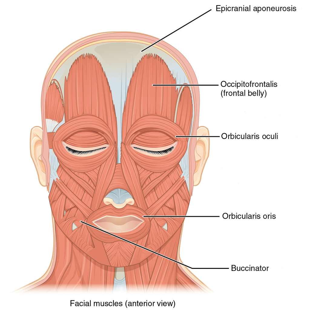 neck diagrams torrent