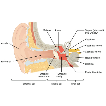 posterior ear anatomy diagram