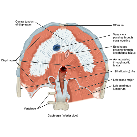 Image | Radiopaedia.org