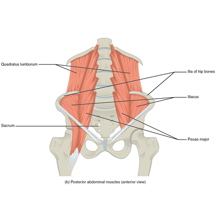 Image | Radiopaedia.org