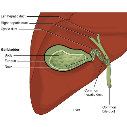 Image | Radiopaedia.org