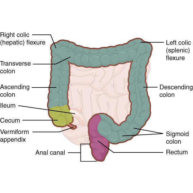 Image | Radiopaedia.org