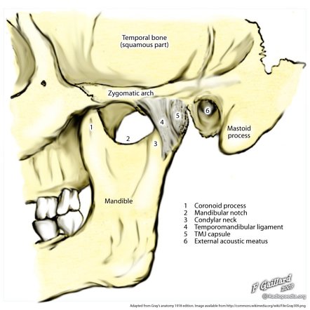 Radiopaedia - Drawing Middle ear ossicles: malleus, incus and