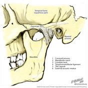 A manual of anatomy . .—The right temporo-mandib-ular articulation seen  from the outerside. {Sobotla anil McMurrich.) Fig. 87.—The right temporo- mandibu-lar articulation seen from the inner side.{Sobotta and McMurrich.)  lates with the demifacet of the two