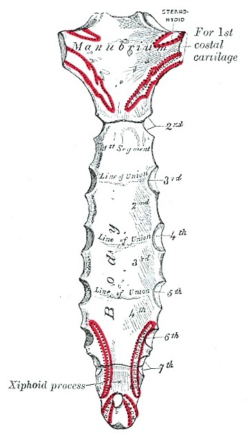 ángulo esternal