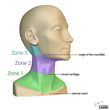 Zones Of The Neck