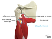 Lateral triangular space  Radiology Reference Article