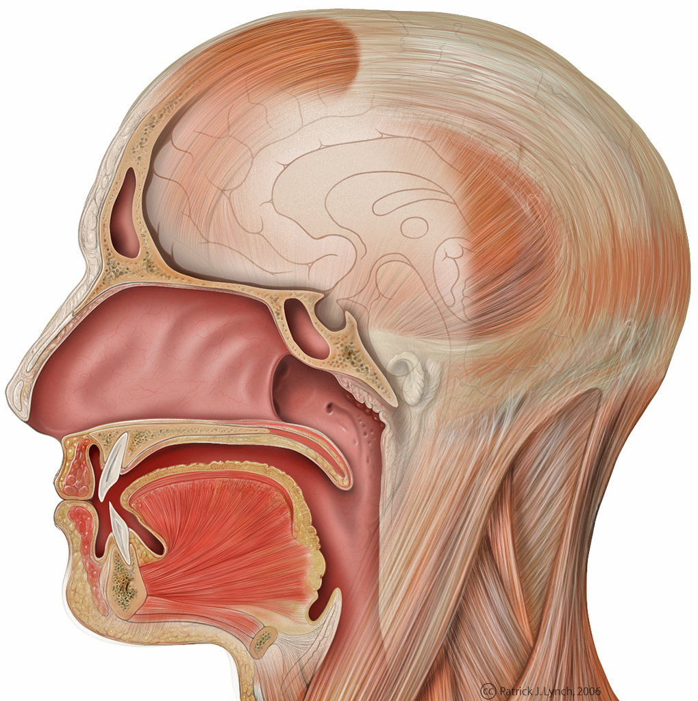 nasal cavity