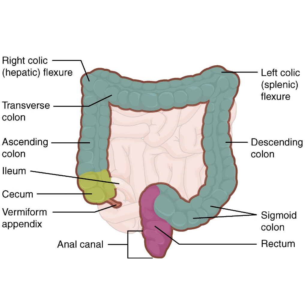 Large Intestine Diagram