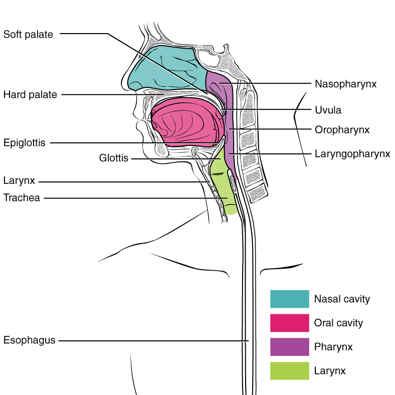 Image | Radiopaedia.org