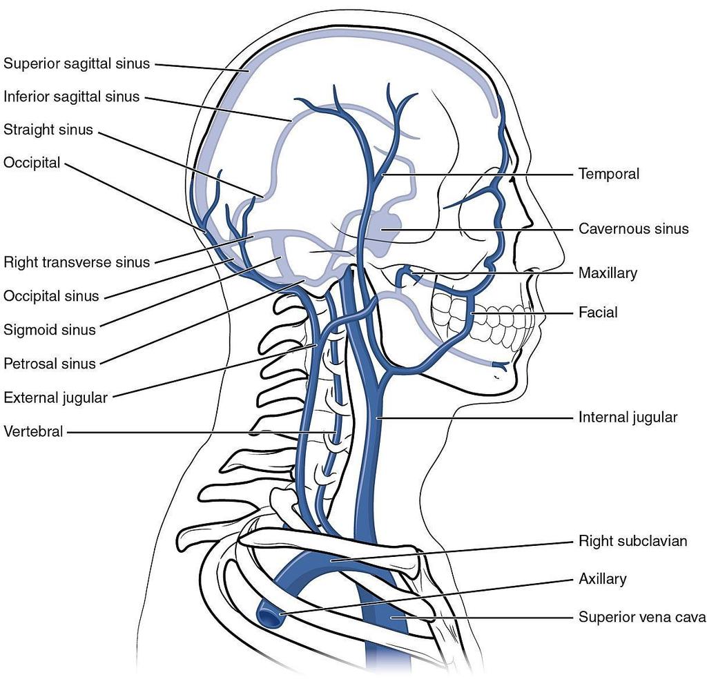 veins in your neck