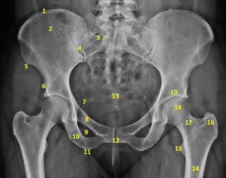 Playlist 'Normal Radiographic Anatomy' by Dr. Ashley Hook